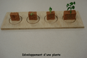 image.développement.plante